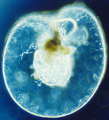 Noctiluca scintillans, bactérie lumineuse, dinoflagellé, dérive avec le plancton dans l'eau salée.  JPEG - 21.4 ko