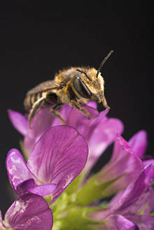 Megachile rotundata fait partie des abeilles solitaires  JPEG - 17.9 ko
