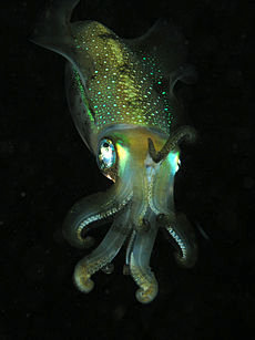 La bioluminescence, ou lumière vivante, d'un calmar lumineux Sepioteuthis lessoniana, vivant dans les profondeurs de la mer.  JPEG - 14.2 ko