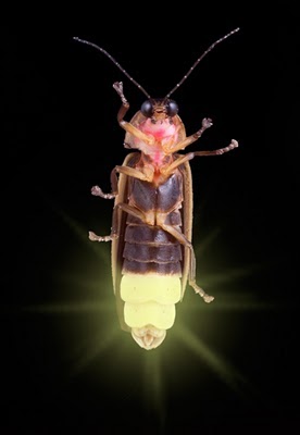Eclairage bioluminescent en dessous du corps d'une luciole.  JPEG - 12.6 ko