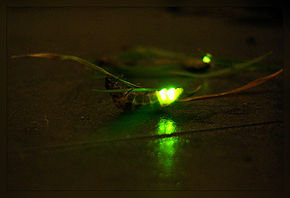 Seule la femelle de Lampyridae peut émettre de la lumière.  JPEG - 9.1 ko