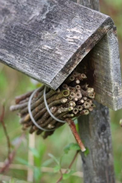 Un abri pour les insectes caulicoles, dont les abeilles solitaires, qui ne font oas de miel mais qui participent à la pollinisation des plantes à fleurs  JPEG - 46.4 ko