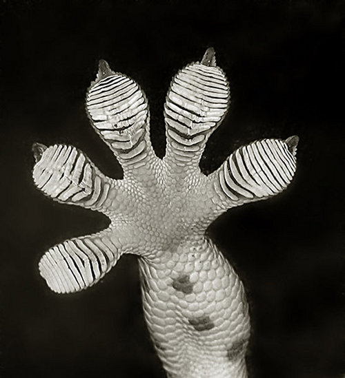 bionique-a195-gecko-tokay_foot-a-be7ce.jpg