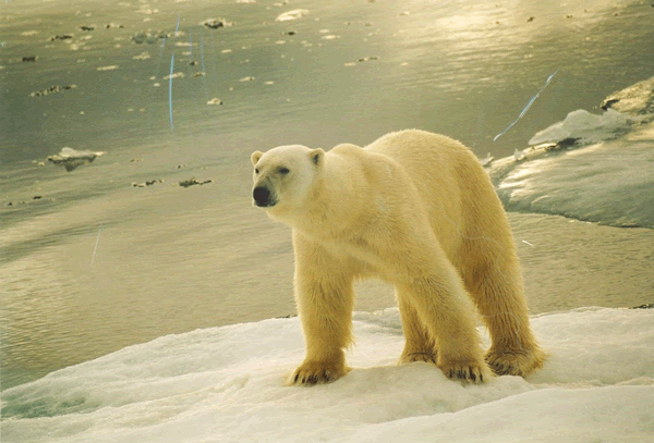 Les poils translucides du pelage jaune paille de l'ours polaire concentrent l'energie solaire sur sa peau noire.  JPEG - 112.3 ko