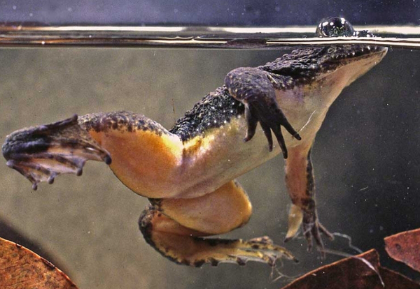 Rheobatrachus silus, une petite grenouille plate qui avale ses oeufs afin qu'ils se développent tranquillement dans son estomac.  JPEG - 244.4 ko