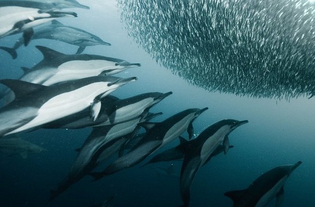 Les dauphins Common dolphin se réunissent aussi en banc pour chasser et attaquent leurs proies par dessous leur formation en boule.  JPEG - 54.8 ko