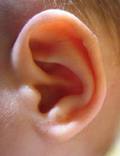 Le pavillon de l'oreille humaine est en forme de spirale.  JPEG - 2.8 ko