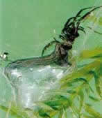 Une araignée, bien avant les humains, a mis au point une cloche de plongée efficace, sous la forme d'une bulle d'air qu'elle entraîne sous l'eau avec les poils hydrofuges de son abdomen.  JPEG - 5.3 ko