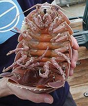 La crevette géante Bathynomus giganteus possède une poche incubatrice pour porter ses oeufs.  JPEG - 15.4 ko