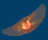 Dinoflagellé bioluminescent, Pyrocystis lunula fait partie du plancton végétal (phyto-plancton).  JPEG - 10.3 ko