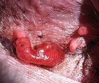 Embryon de kangourou accroché à une tétine dans la poche marsupiale de sa mère.  JPEG - 12.3 ko