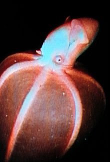 Staurotheuthis syrtensis choisit à son gré l'emplacement de son corps où elle déclenchera sa bioluminescence.  JPEG - 11.1 ko