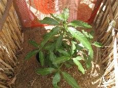 Jeune plant de manguier.  JPEG - 14.6 ko