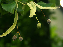 la graine de tilleul Tilia cordata volera plus loin que l'arbre dont elle provient grâce à la structure en hélice à laquelle elle est fixée.  JPEG - 13 ko