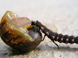 Le ver luisant, apparenté aux lucioles, mange des escargots.  JPEG - 11.1 ko