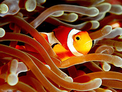 Un poisson-clown vit en symbiose avec une anémone dont les tentacules lui offrent un refuge efficace.  JPEG - 21.3 ko