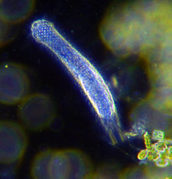 Gastrotrich fait partie du plancton lumineux et son corps est en forme de cylindre  JPEG - 18.1 ko