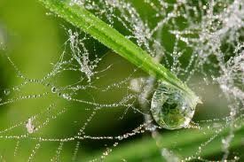 Sur la toile d'araignée, les gouttes sont minuscules et sur le brin d'herbe la goutte est prête à dégringoler.  JPEG - 14.9 ko