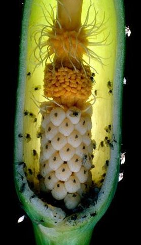 Pour des mouches et des coléoptères, la puanteur de l'arum est irrésistible et assure la pollinisation de l'arum par l'entremise de ces insectes.  JPEG - 29.7 ko