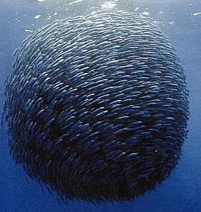 Les petits poissons planctivores, pour tenter d'échapper à leurs prédateurs, s'organisent en boule . C'est l'art de la nage synchronisée...  JPEG - 39.6 ko