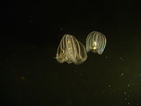 Mnemiopsis leidyi cténophore transparent et bioluminescent, est carnivore, possède deux tentacules et ses cténidies (rangées de peignes locomoteurs) sont iridescentes.  JPEG - 5.2 ko
