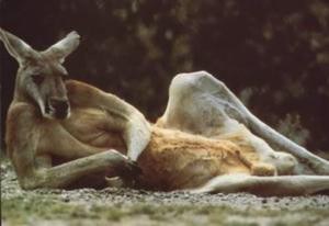 Kangourou allongé.  JPEG - 14 ko