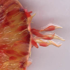 Les petites vésicules endocarpiques contenant le jus des agrumes sont en fait des poils. Des poils juteux.  JPEG - 25.3 ko