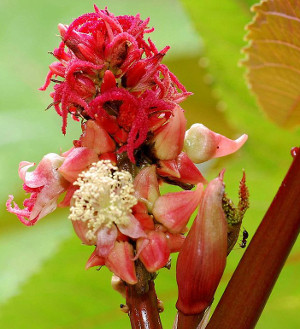 Fleurs mâles et femelles de Ricinus communis. Travail personnel de Pancrat.  JPEG - 42.5 ko