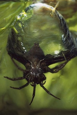 l'Argyronète, une araignée aquatique, tisse dans l'eau, entre les plantes,une sorte de cloche qu'elle remplit d'air et où elle se tient à l'affût et entrepose ses proies pour pouvoir les consommer tranquillement. L'argyronète doit renouveler sa provision d'air (...)  JPEG - 25.9 ko