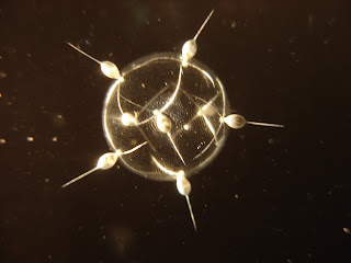 Les radiolaires Tuscaridium cygneum sont capables de produire une bioluminescence lorsqu'ils sont dérangés.  JPEG - 15.1 ko