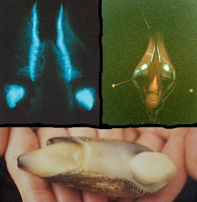 Pholas dactylus est capable de fabriquer elle-même, à l'intérieur de son syphon, un mucus luminescent.  JPEG - 30.5 ko