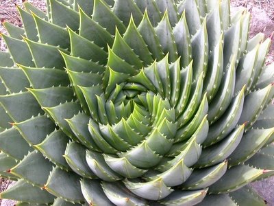 L'agencement naturel des feuilles d'un cactus, illustrant la suite de Fibonacci.  JPEG - 39.3 ko