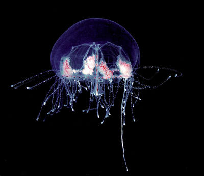Minuscule, 2 cm, le copépode bleu vit dans le micro-plancton.  JPEG - 15.8 ko