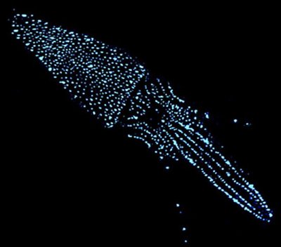 Abralia veranyi, le calmar-luciole du Japon, a le corps couvert de minuscules photophores clignotants. En cas de menace, Abralia veranyi sécrète un nuage de particules lumineuses masquant sa fuite.  JPEG - 19.2 ko
