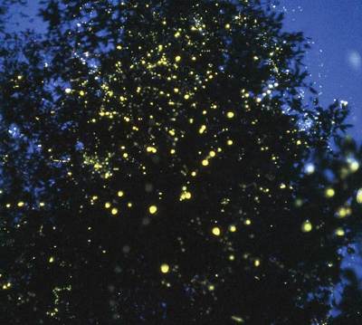 Multitude de lucioles Pteroptyx malaccae clignotant de manière parfaitement synchrone sur un arbre donnant l'impression d'une guirlande électrique pour sapin de Noël.  JPEG - 35.5 ko