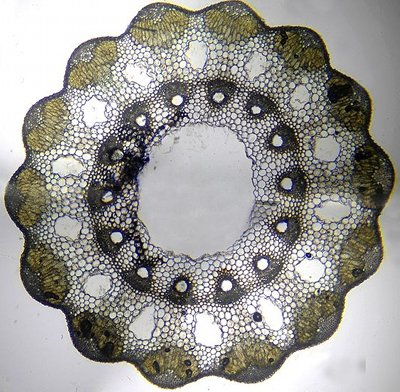 Equisetum arvense vue au microscope en coupe horizontale  JPEG - 61.7 ko
