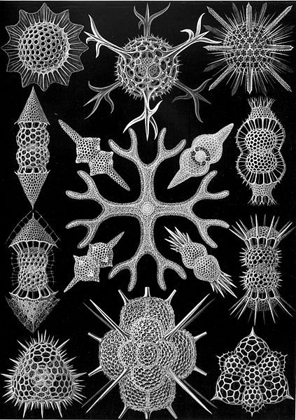 Planche dessinée par Ernst Haeckel (1834-1919)..  JPEG - 96.3 ko
