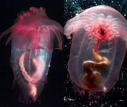 Enypniastes eximia, holothurie nageant en pleines eaux, à la différence d'autres « concombres de mer » qui vivent sur le fond, est capable d'emettre une bioluminescence au moindre contact.  JPEG - 27.5 ko