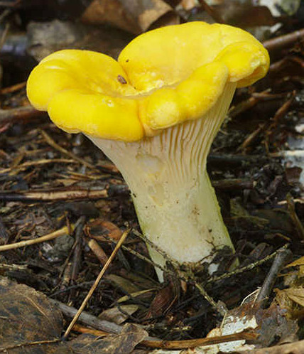 Des champignons, comme la chanterelle, ont une structure plissée sous leur chapeau.  JPEG - 97.6 ko