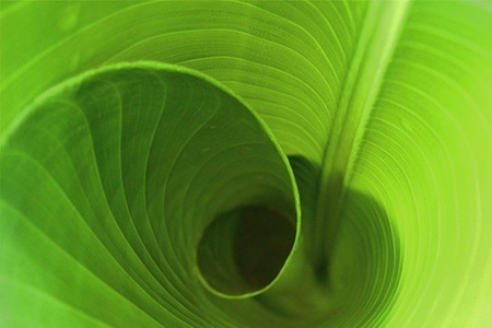 Les courbes d'une feuille forment parfois une spirale  JPEG - 86.4 ko