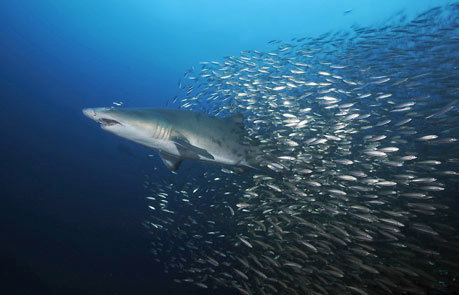 Carcharhinus melanopterus va faire demi-tour dans un instant pour continuer de déjeuner.  JPEG - 34.6 ko