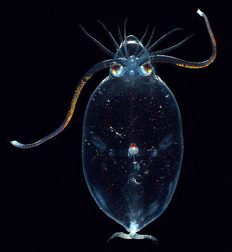 Le petit « calmar de verre », glass squid, qui fait partie du plancton bioluminescent, contrôle sa flottabilité verticale par une vésicule remplie d'un fluide avec de l'ammoniac.  JPEG - 41.9 ko