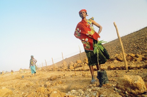 A Keita, au Niger, des femmes plantent des jeunes manguier dont les racines stabiliseront le sol sableux.  JPEG - 55.5 ko