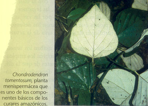 Les feuilles (dont on extrait le curare), de Chodrodendron tomentosum, sont la nourriture favorite de la chenille du papillon-mite.  JPEG - 46.1 ko