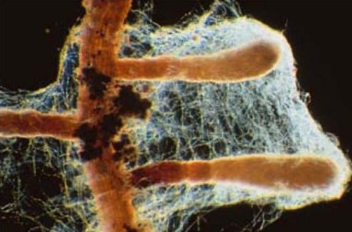 Le mycelium en réseau autour des racines leur apportent les sels minéraux et l'eau nécessaires à la vie des arbres.  JPEG - 35.3 ko