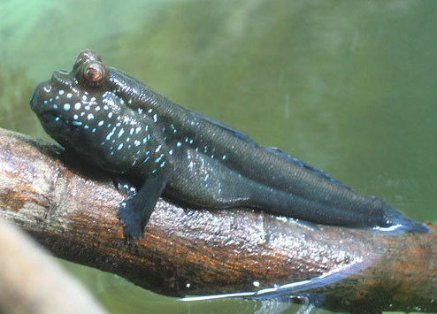 Le poisson-grenouille a des nageoires qu'il utilise comme des pattes pour s'agripper quand il sort de l'eau.  JPEG - 50 ko