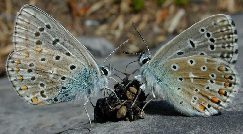 Deux papillons Polyommatus bellargus se nourrissant d'une crotte.  JPEG - 58 ko