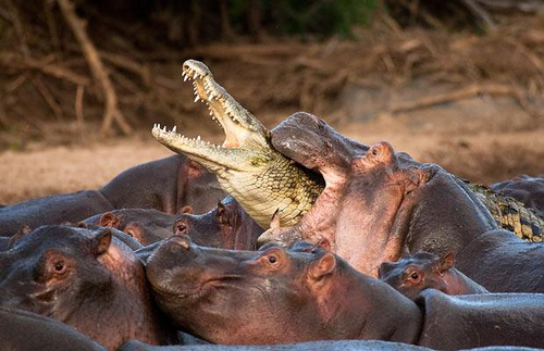 Pas sûr que l'hippopotame dévore le crocodile. Il défend cruellemnt son territoire.  JPEG - 96.2 ko
