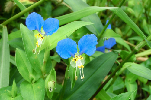 Commelina Communis à petites fleurs éphémères de couleur bleue.  JPEG - 144.6 ko