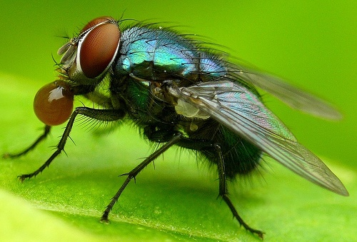 Les gouttes de liquide sont juste à la taille des insectes pour qu'ils puissent s'abreuver.  JPEG - 81.4 ko